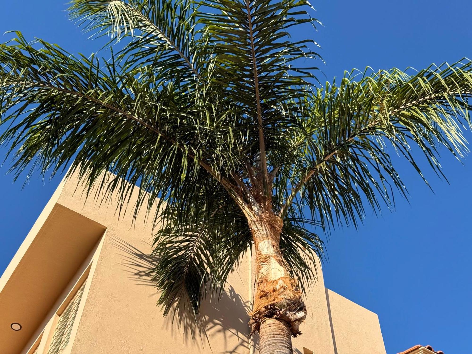 Villa La Palma Hotel 테킬라 외부 사진